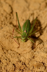 David Plant Photography - Wildlife Photography - Speckled bush-cricket, Leptophyes punctatissima - B