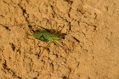 David Plant Photography - Wildlife Photography - Speckled bush-cricket, Leptophyes punctatissima - C