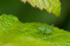 David Plant Photography - Wildlife Photography - Speckled bush-cricket, Leptophyes punctatissima - D