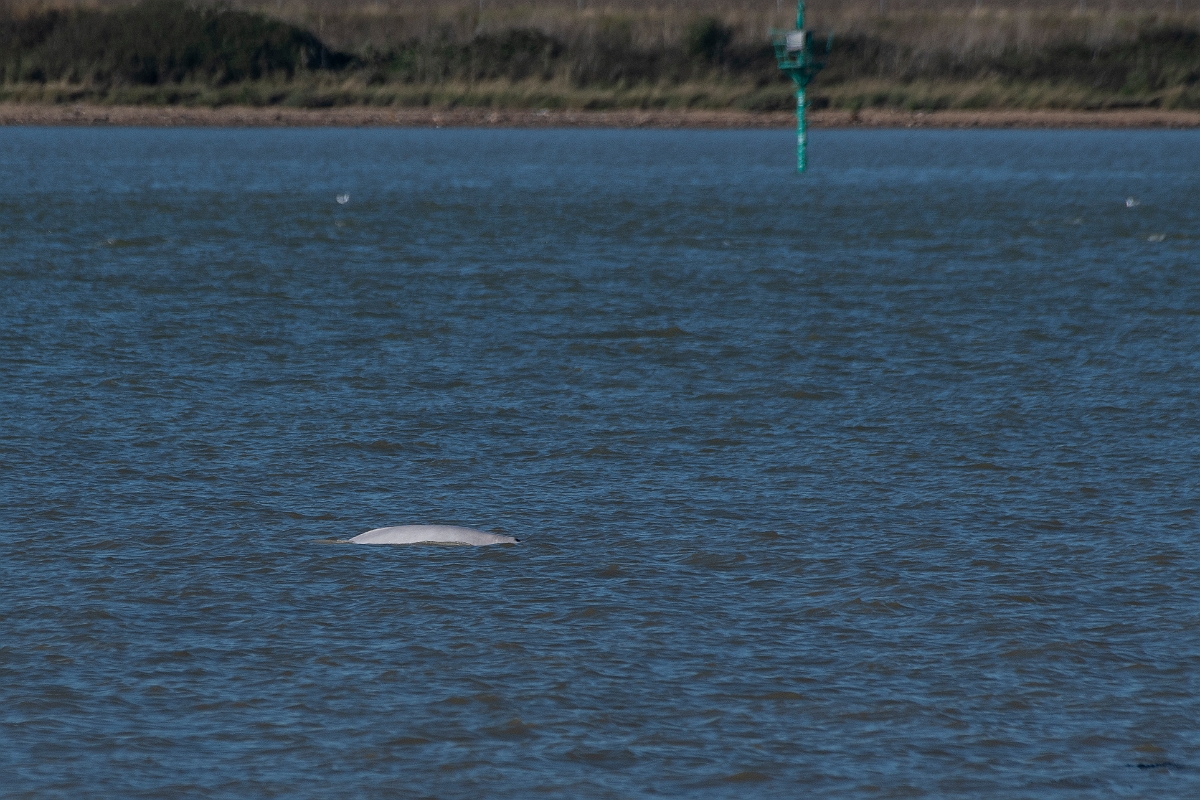 David Plant Photography - Wildlife Photography - Beluga whale - C.jpg - Beluga whale, Delphinapterus leucas  - Kent