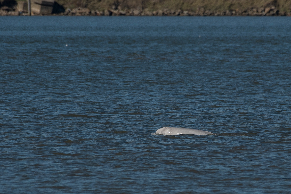 David Plant Photography - Wildlife Photography - Beluga whale - D.jpg - Beluga whale, Delphinapterus leucas  - Kent