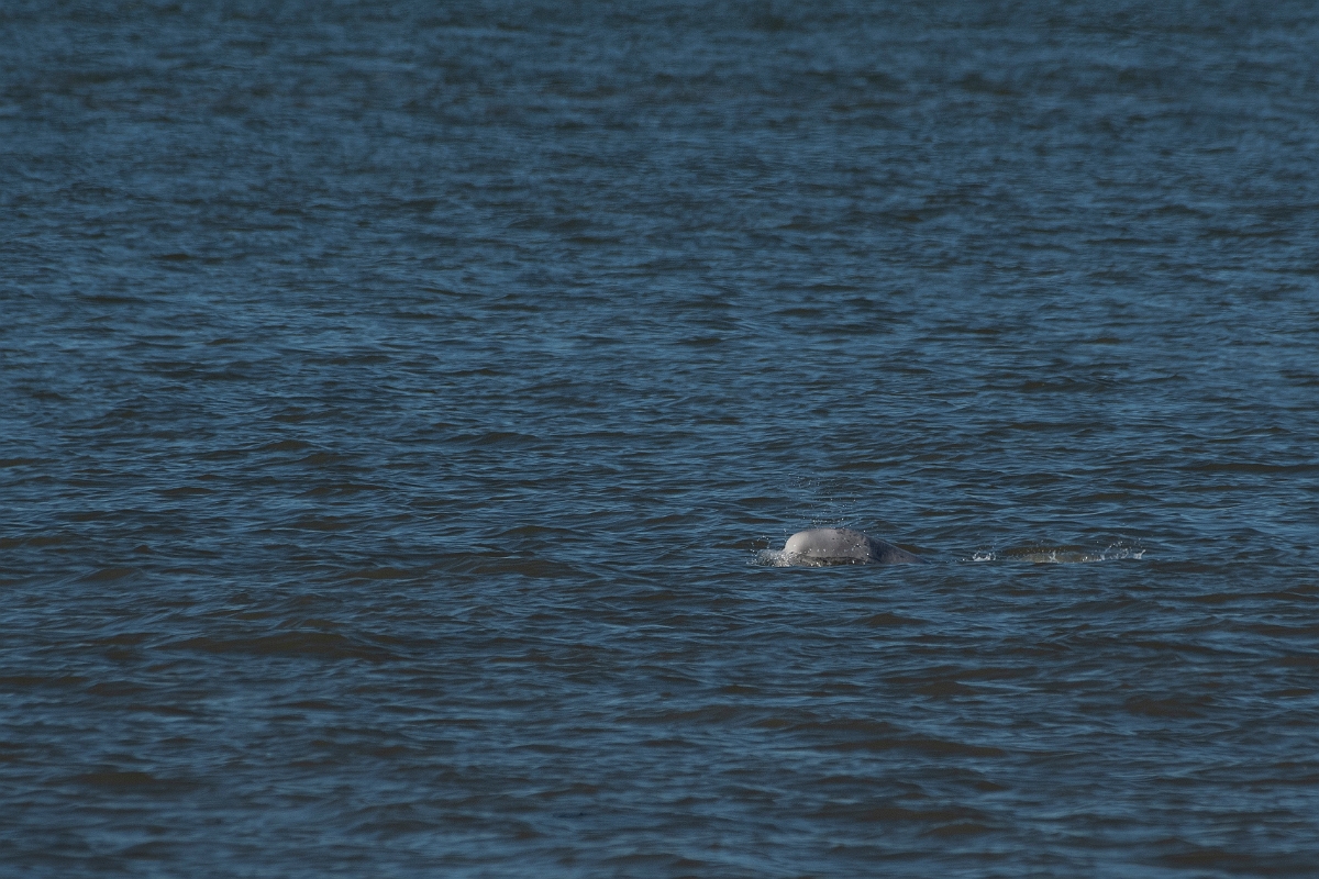 David Plant Photography - Wildlife Photography - Beluga whale - E.jpg - Beluga whale, Delphinapterus leucas  - Kent