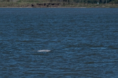 David Plant Photography - Wildlife Photography - Beluga whale - B