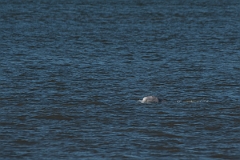 David Plant Photography - Wildlife Photography - Beluga whale - E