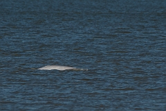 David Plant Photography - Wildlife Photography - Beluga whale - F