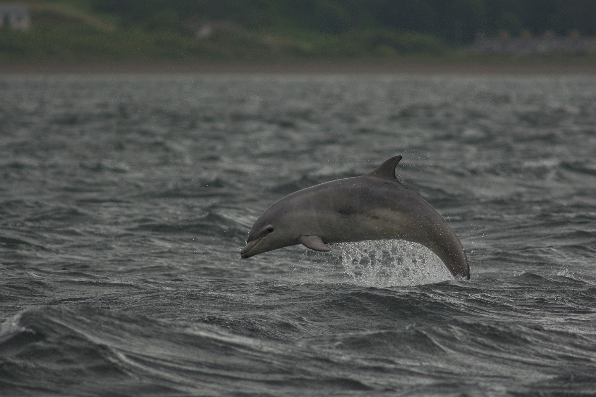 David Plant Photography - Wildlife Photography - Bottlenose dolphin - B.jpg - Bottlenose dolphin, Tursiops truncatus, aerial - Ross and Cromarty