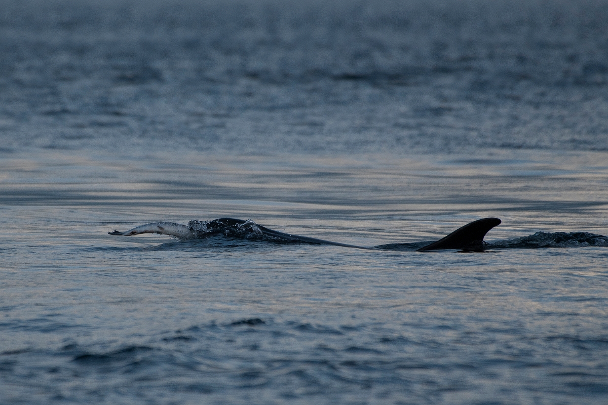 David Plant Photography - Wildlife Photography - Bottlenose dolphin - F.JPG - Bottlenose dolphin, Tursiops truncatus, with salmon - Ross and Cromarty