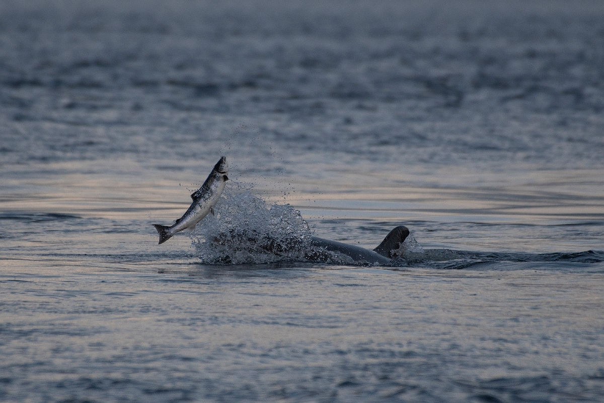 David Plant Photography - Wildlife Photography - Bottlenose dolphin - G.JPG - Bottlenose dolphin, Tursiops truncatus, with salmon - Ross and Cromarty