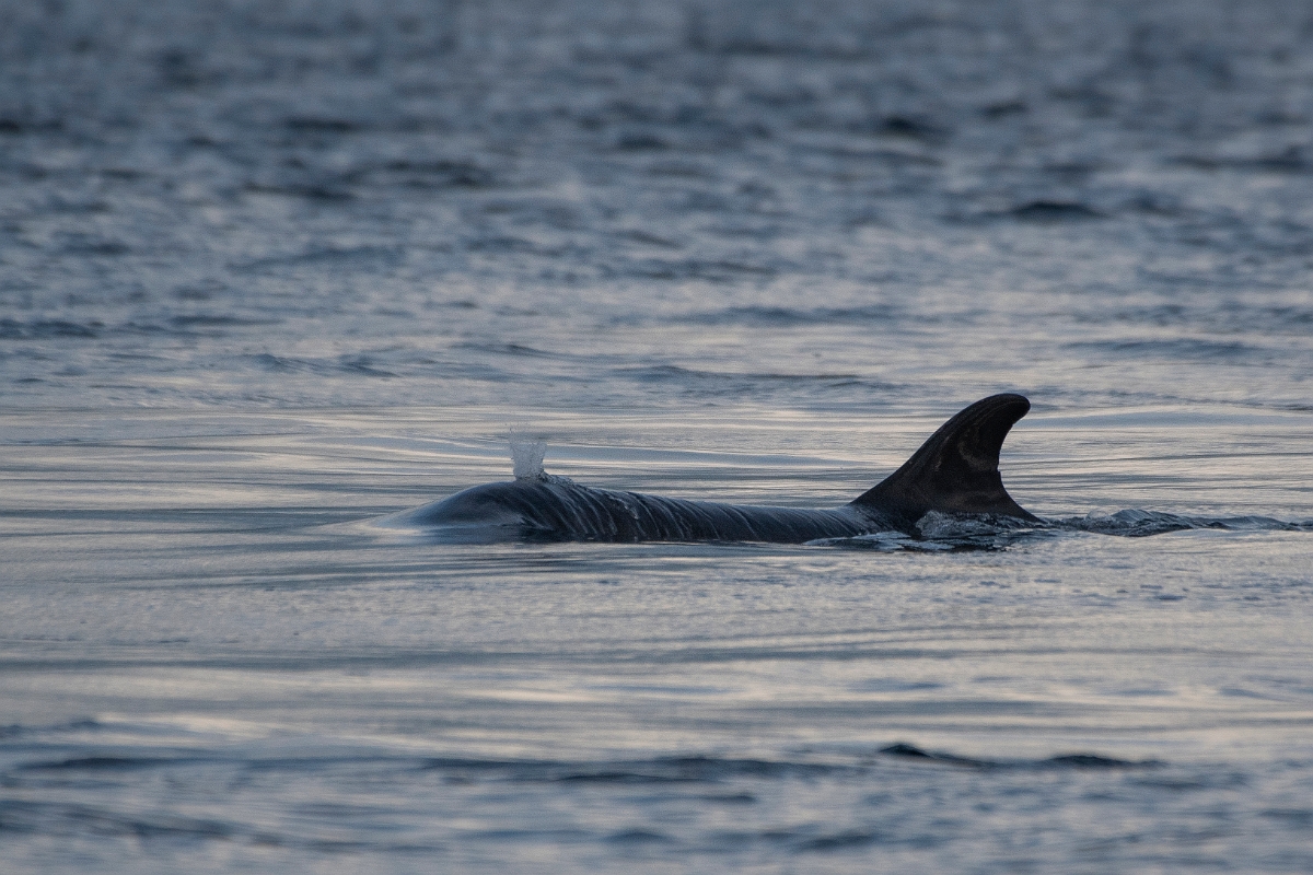 David Plant Photography - Wildlife Photography - Bottlenose dolphin - I.JPG - Bottlenose dolphin, Tursiops truncatus, blowing - Ross and Cromarty