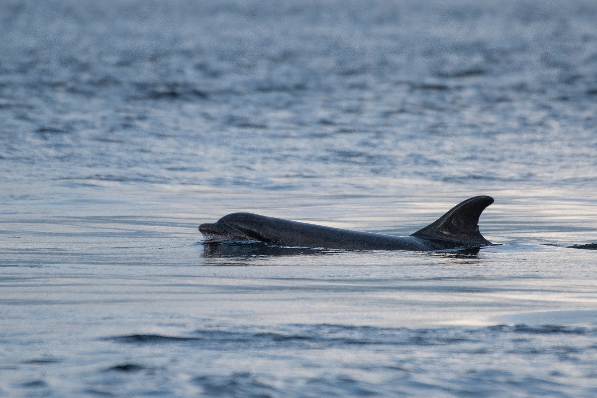 David Plant Photography - Wildlife Photography - Bottlenose dolphin - J.JPG - Bottlenose dolphin, Tursiops truncatus - Ross and Cromarty
