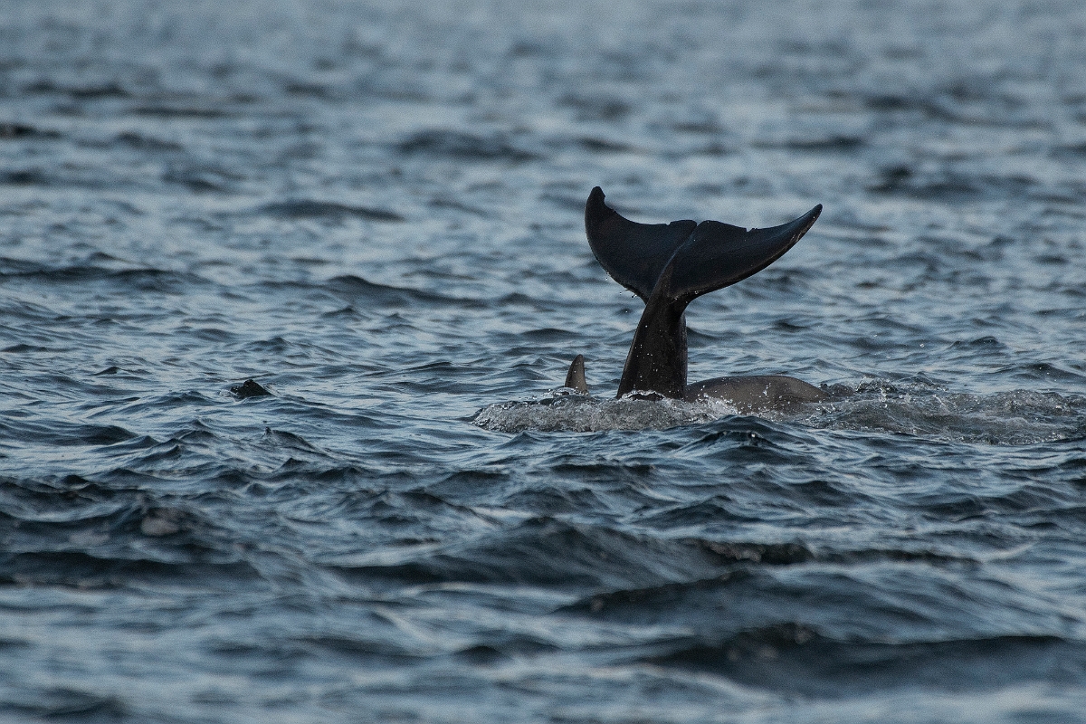 David Plant Photography - Wildlife Photography - Bottlenose dolphin - K.JPG - Bottlenose dolphin, Tursiops truncatus, diving - Ross and Cromarty