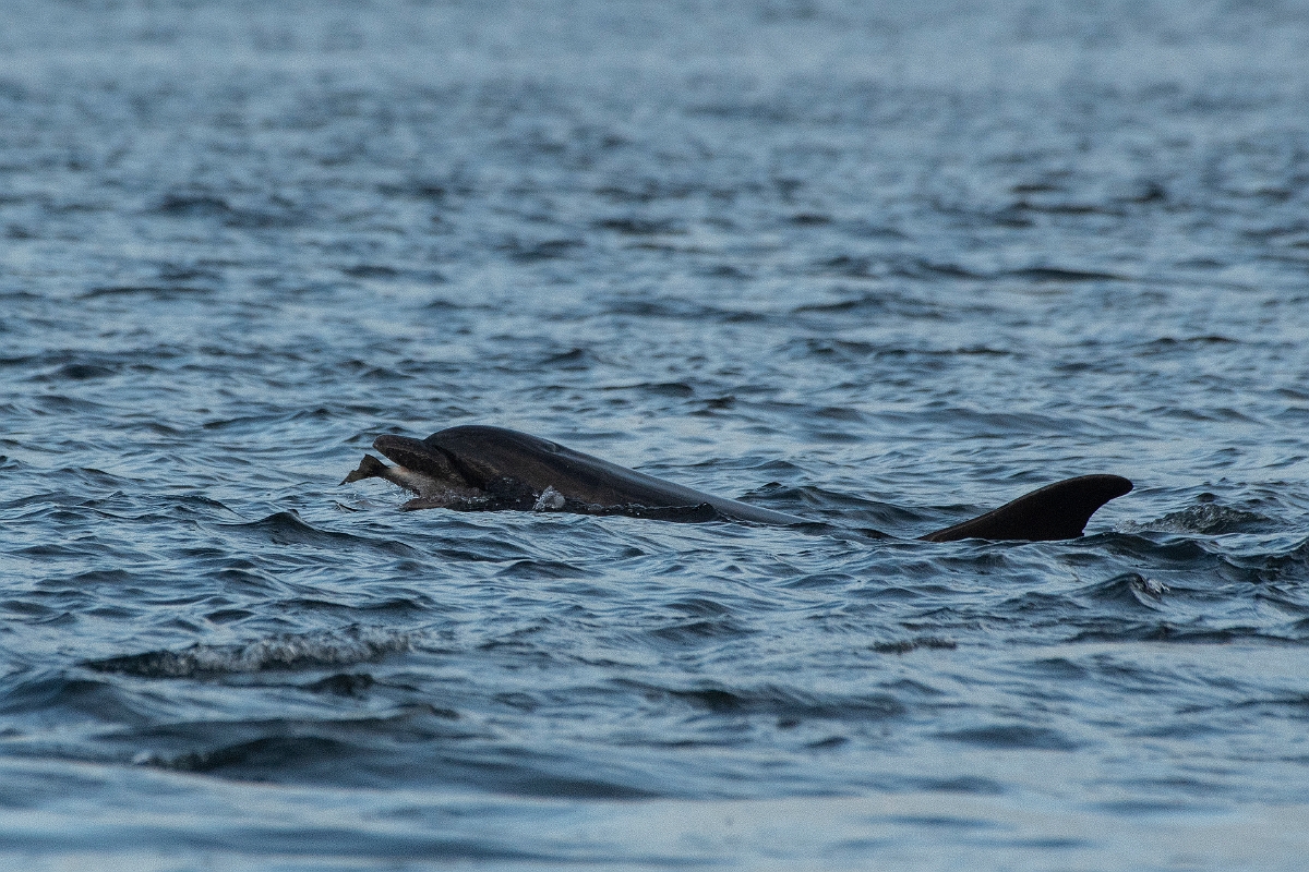 David Plant Photography - Wildlife Photography - Bottlenose dolphin - L.JPG - Bottlenose dolphin, Tursiops truncatus, with salmon - Ross and Cromarty