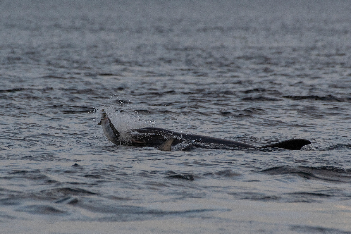 David Plant Photography - Wildlife Photography - Bottlenose dolphin - M.JPG - Bottlenose dolphin, Tursiops truncatus, with salmon - Ross and Cromarty