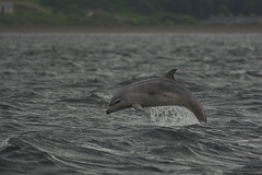 David Plant Photography - Wildlife Photography - Bottlenose dolphin - B