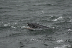David Plant Photography - Wildlife Photography - Bottlenose dolphin - C