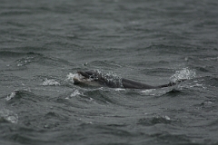 David Plant Photography - Wildlife Photography - Bottlenose dolphin - D