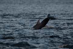 David Plant Photography - Wildlife Photography - Bottlenose dolphin - E