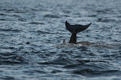 David Plant Photography - Wildlife Photography - Bottlenose dolphin - K