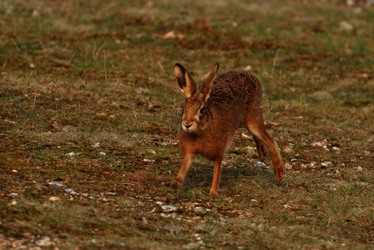 David Plant Photography - Wildlife Photography - Brown hare - A.jpg - Brown hare, Lepus europaeus - Norfolk