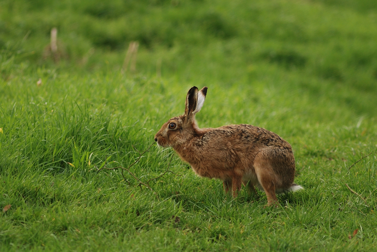David Plant Photography - Wildlife Photography - Brown hare - B.jpg - Brown hare, Lepus europaeus - Warwickshire