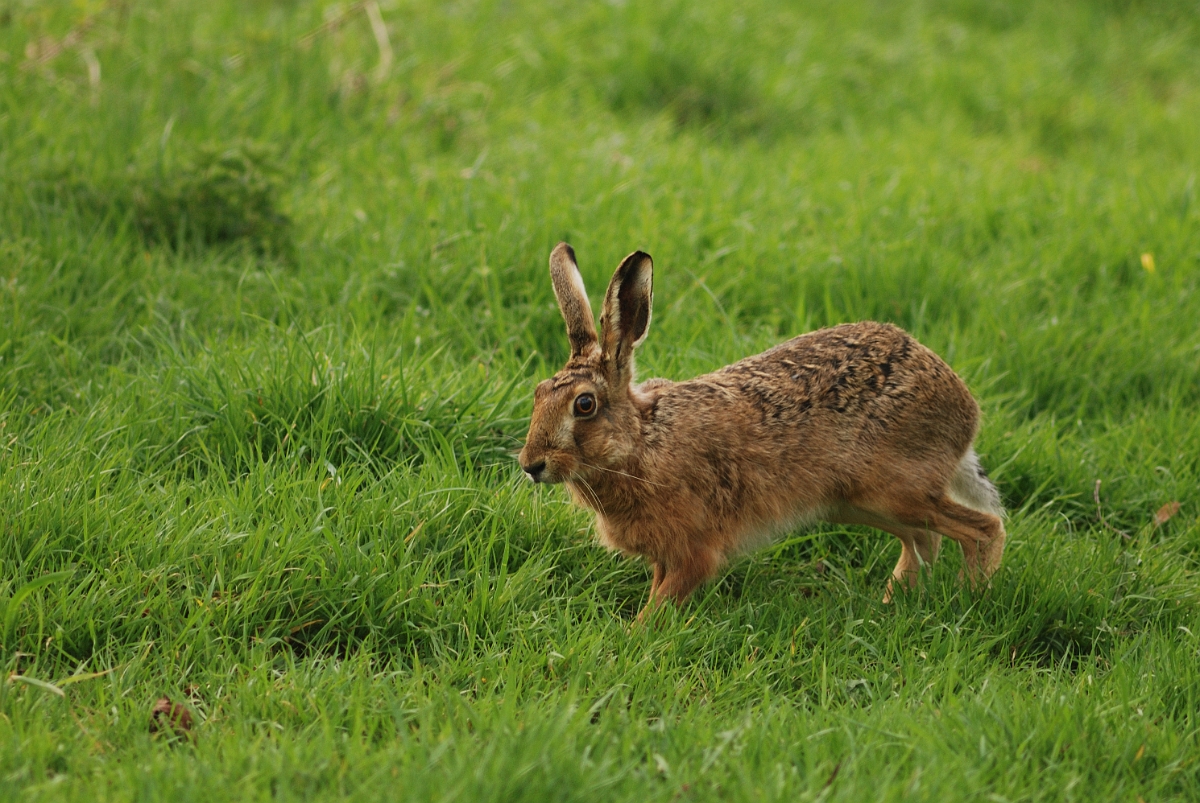David Plant Photography - Wildlife Photography - Brown hare - C.jpg - Brown hare, Lepus europaeus - Warwickshire