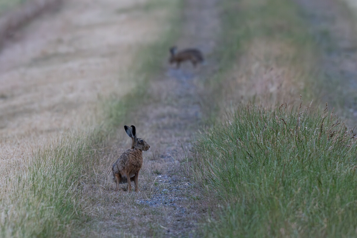 David Plant Photography - Wildlife Photography - Brown hare - E.jpg - Brown hare, Lepus europaeus - Buckinghamshire
