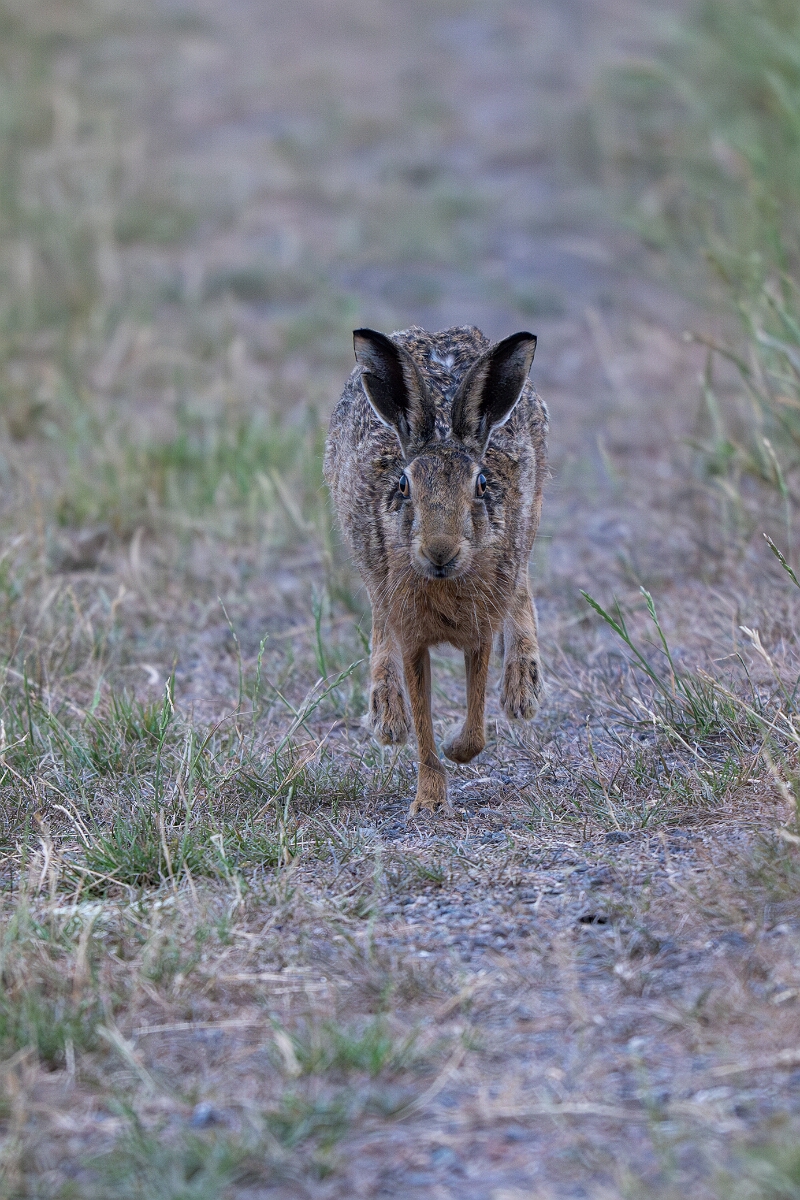 David Plant Photography - Wildlife Photography - Brown hare - F.jpg - Brown hare, Lepus europaeus - Buckinghamshire