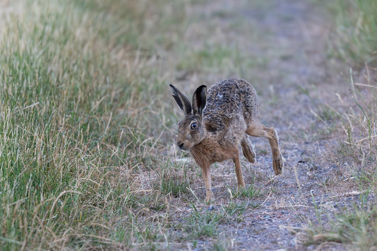 David Plant Photography - Wildlife Photography - Brown hare - G.jpg - Brown hare, Lepus europaeus - Buckinghamshire