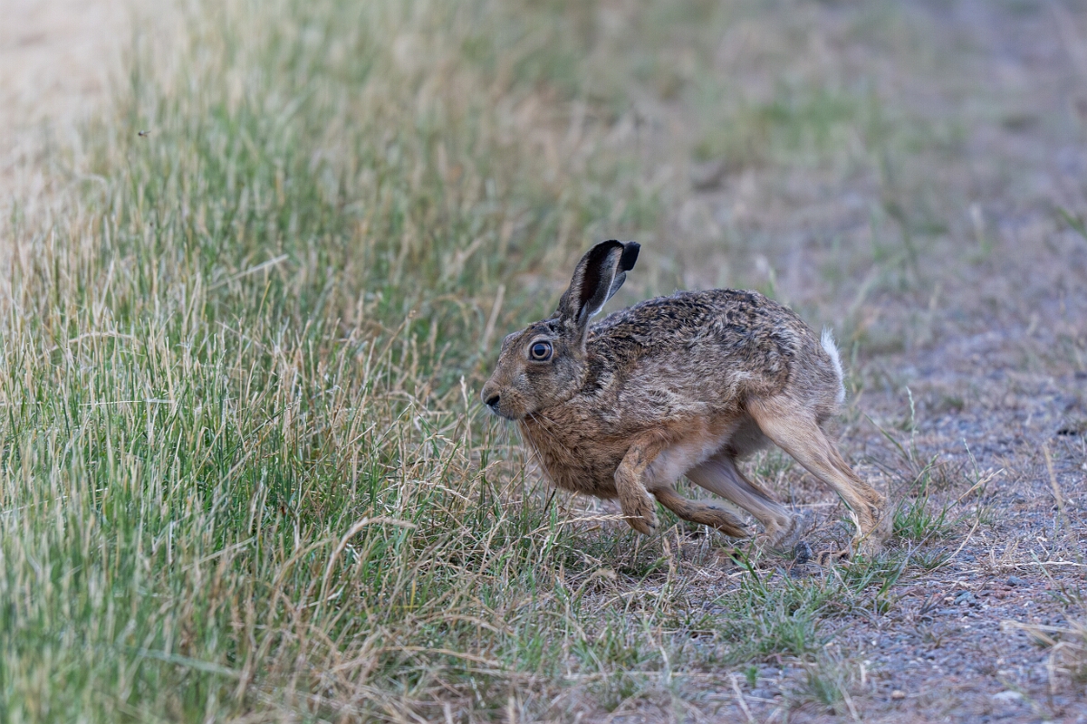 David Plant Photography - Wildlife Photography - Brown hare - H.jpg - Brown hare, Lepus europaeus - Buckinghamshire