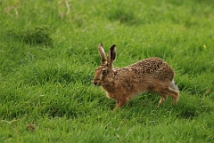 David Plant Photography - Wildlife Photography - Brown hare - C