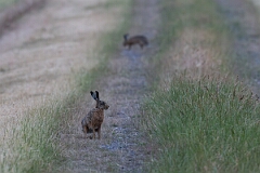 David Plant Photography - Wildlife Photography - Brown hare - E