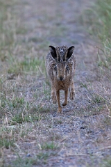 David Plant Photography - Wildlife Photography - Brown hare - F