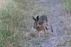 David Plant Photography - Wildlife Photography - Brown hare - G