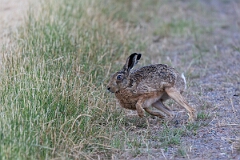 David Plant Photography - Wildlife Photography - Brown hare - H