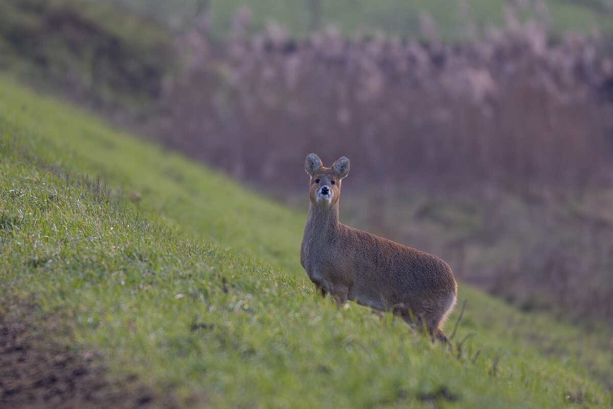 David Plant Photography - Wildlife Photography - Chinese water deer - D.jpg - Chinese water deer, Hydropotes inermis - Cambridgeshire