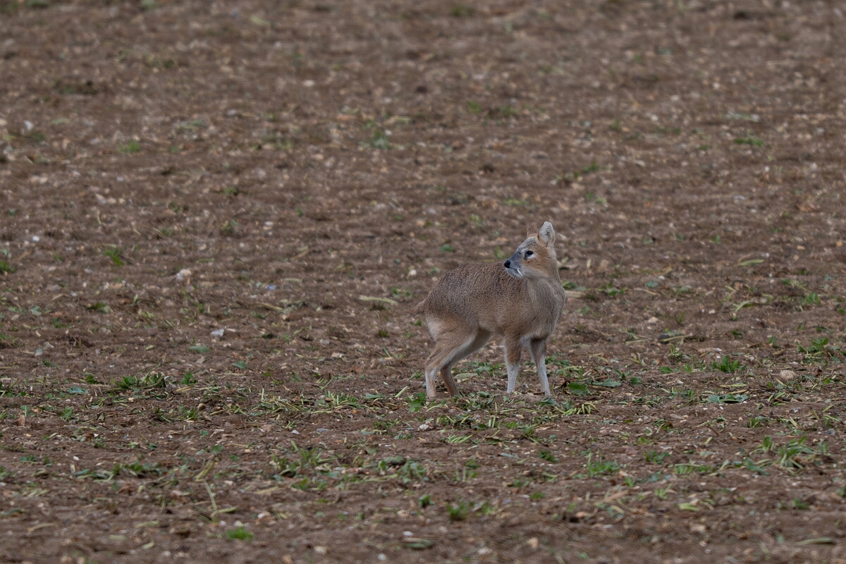 David Plant Photography - Wildlife Photography - Chinese water deer - E.jpg - Chinese water deer - Norfolk