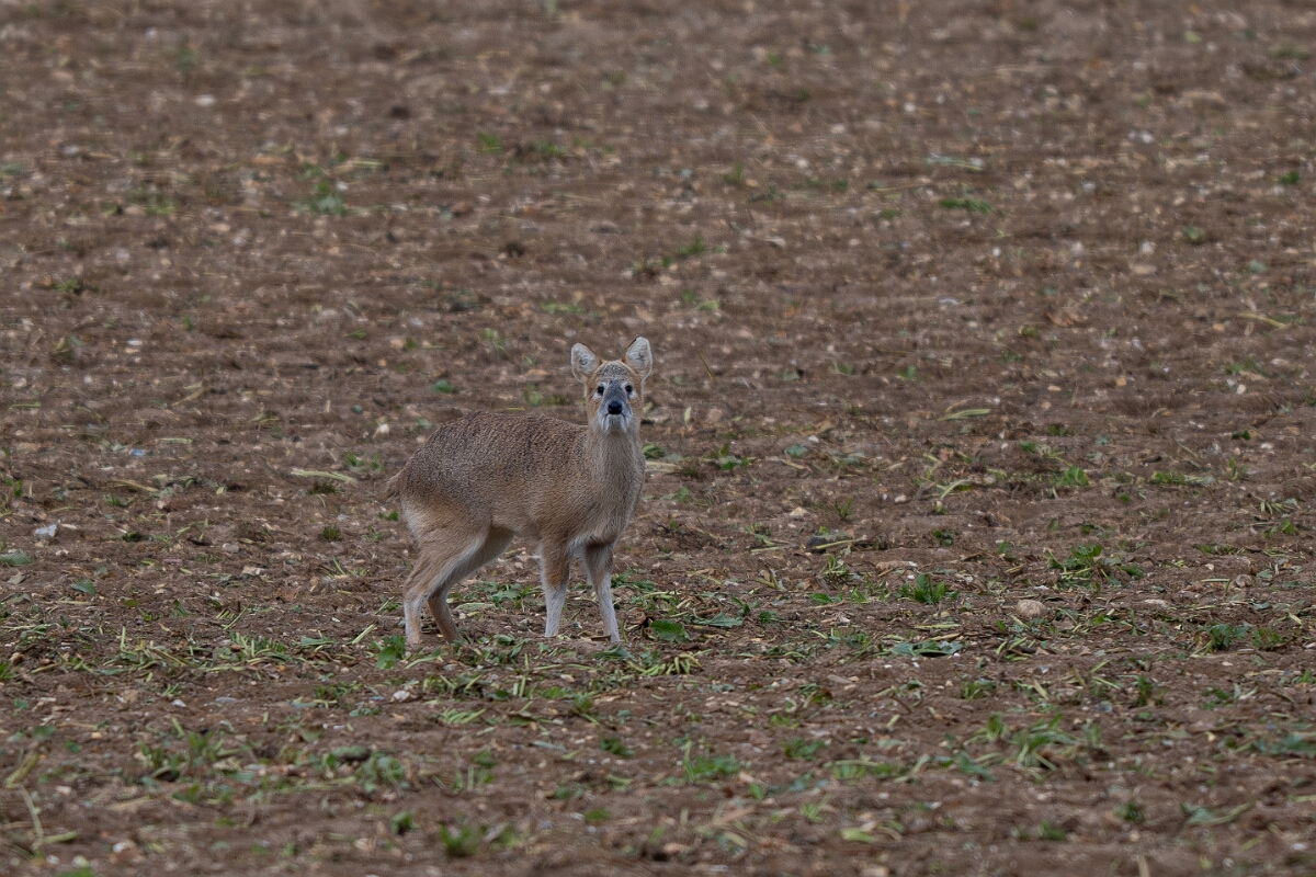 David Plant Photography - Wildlife Photography - Chinese water deer - F.jpg - Chinese water deer - Norfolk