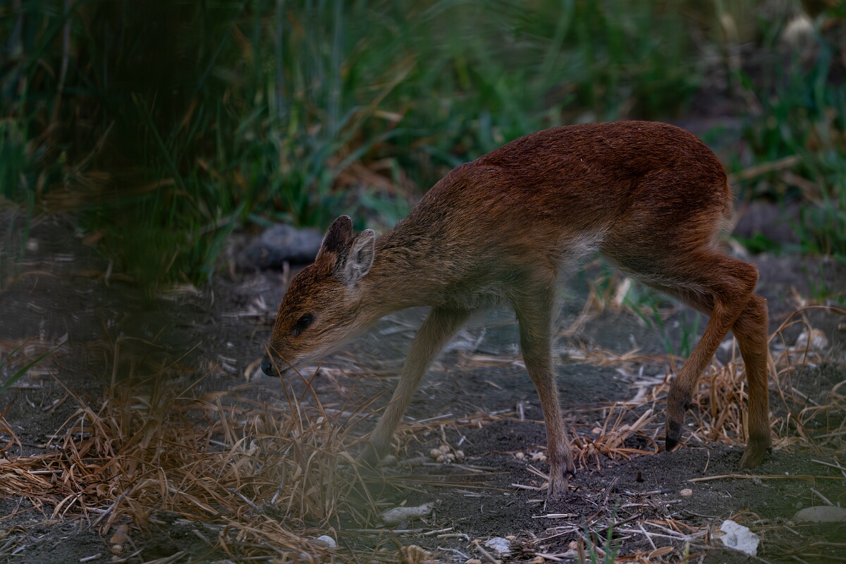 David Plant Photography - Wildlife Photography - Chinese water deer - G.jpg - Chinese water deer, young - Buckinghamshire