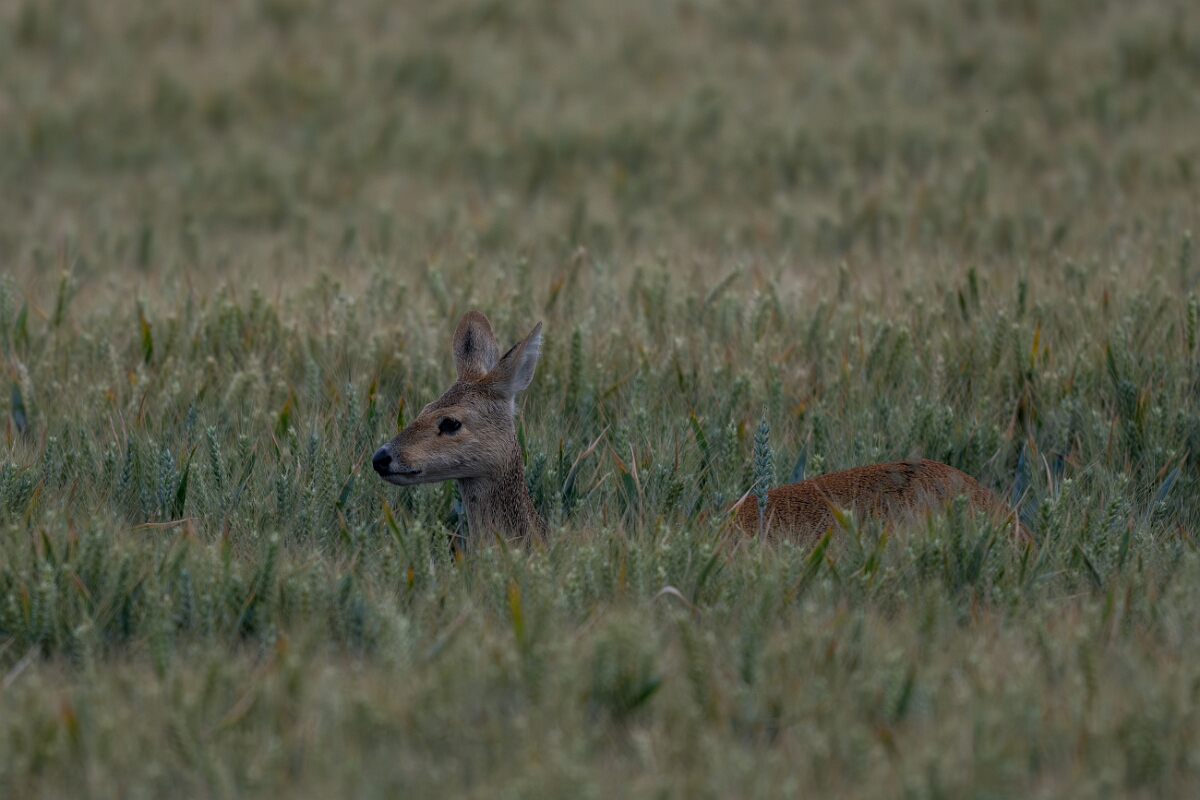 David Plant Photography - Wildlife Photography - Chinese water deer - I.jpg - Chinese water deer - Buckinghamshire