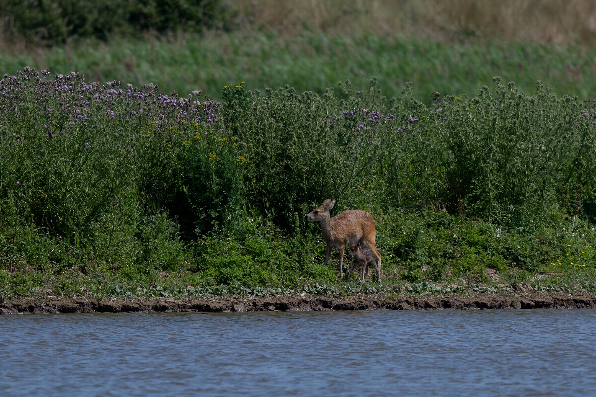 David Plant Photography - Wildlife Photography - Chinese water deer - J.jpg - Chinese water deer, mother and fawn - Norfolk
