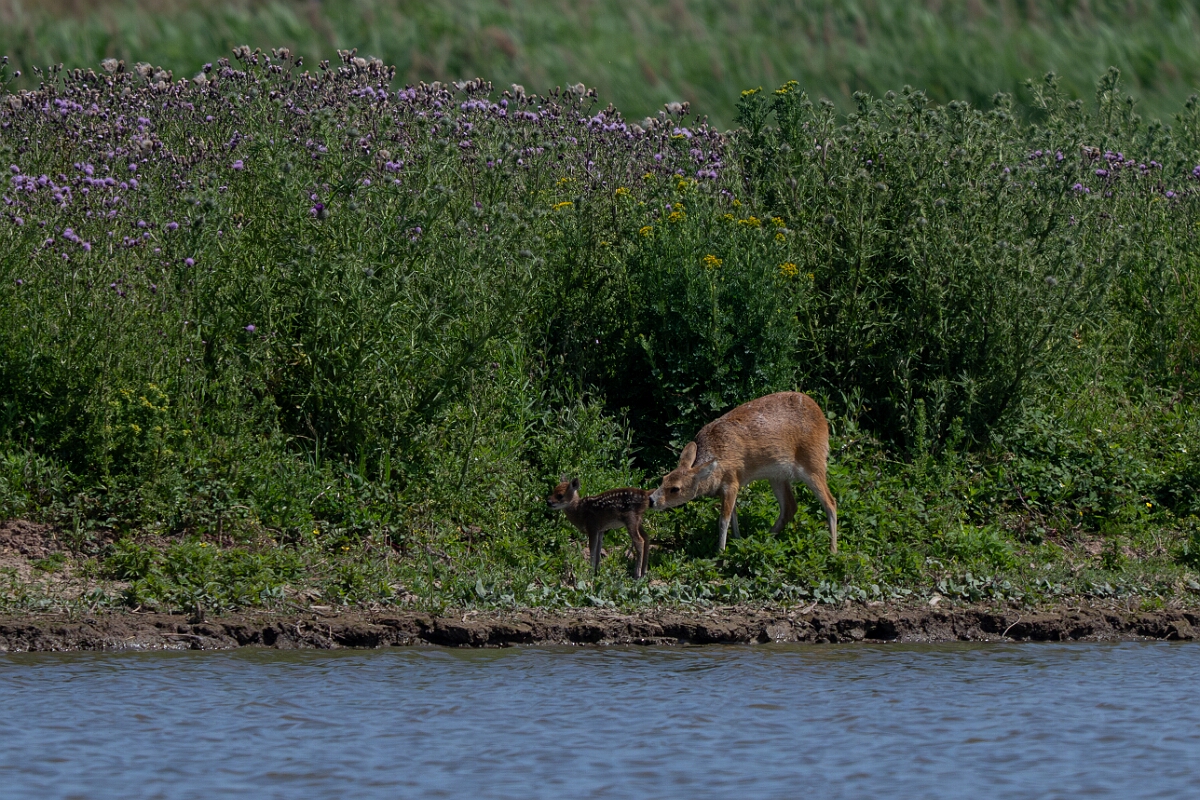 David Plant Photography - Wildlife Photography - Chinese water deer - K.jpg - Chinese water deer, mother and fawn - Norfolk