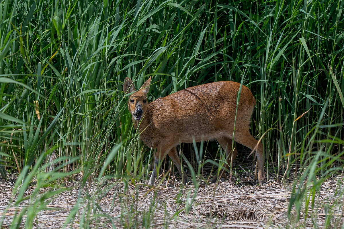 David Plant Photography - Wildlife Photography - Chinese water deer - O.jpg - Chinese water deer- Norfolk