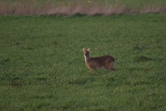 David Plant Photography - Wildlife Photography - Chinese water deer - A