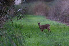 David Plant Photography - Wildlife Photography - Chinese water deer - B