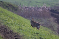 David Plant Photography - Wildlife Photography - Chinese water deer - C