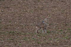 David Plant Photography - Wildlife Photography - Chinese water deer - E