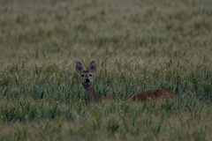 David Plant Photography - Wildlife Photography - Chinese water deer - H
