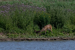 David Plant Photography - Wildlife Photography - Chinese water deer - K
