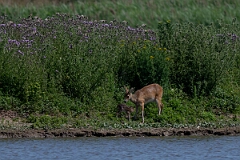David Plant Photography - Wildlife Photography - Chinese water deer - L