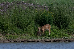 David Plant Photography - Wildlife Photography - Chinese water deer - M